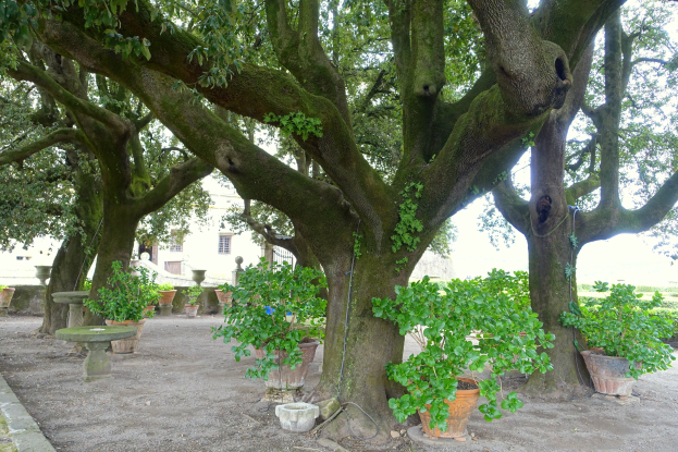 Großer Baum in einem Park mit grünem Gras, umgeben von Topfpflanzen und einem Gebäude im Hintergrund.