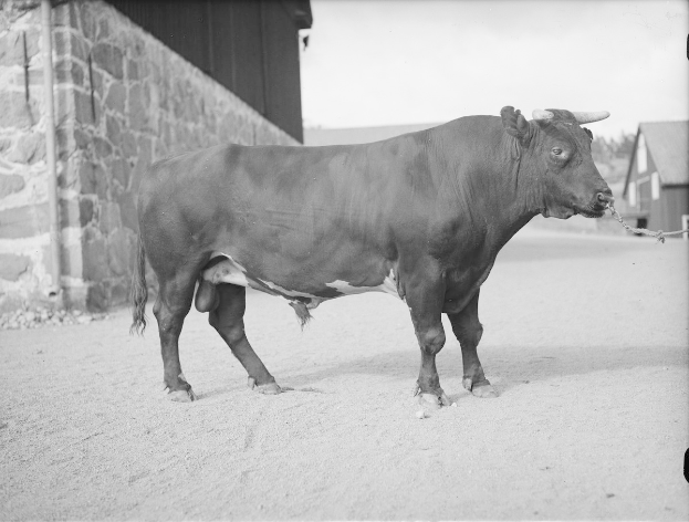 Schwarz-weiß-Foto eines Bullen, der vor einer Scheune steht, mit einer Wand auf der linken Seite und Häusern und Bäumen im Hintergrund.
