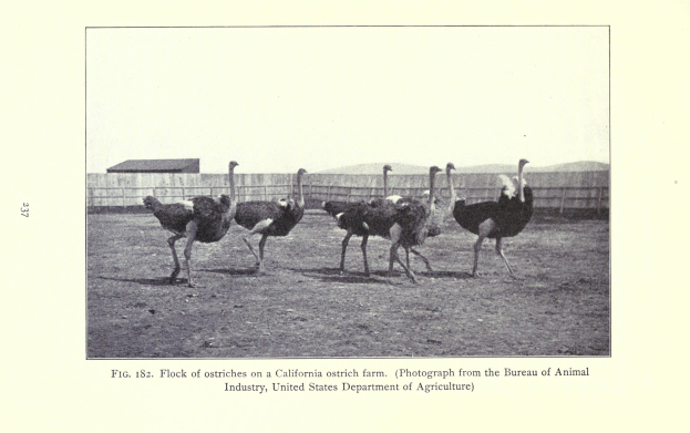 Eine Gruppe von Straußen steht auf einer Straußenfarm in Kalifornien, mit einem Zaun, einem Haus und dem Himmel im Hintergrund und Text am unteren Rand des Bildes.