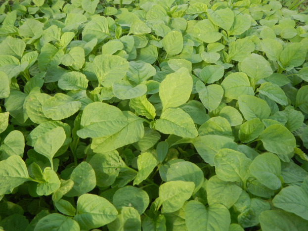 Grüne Sojabohnenpflanzen mit leuchtenden Blättern in einem Feld unter einem blauen Himmel.