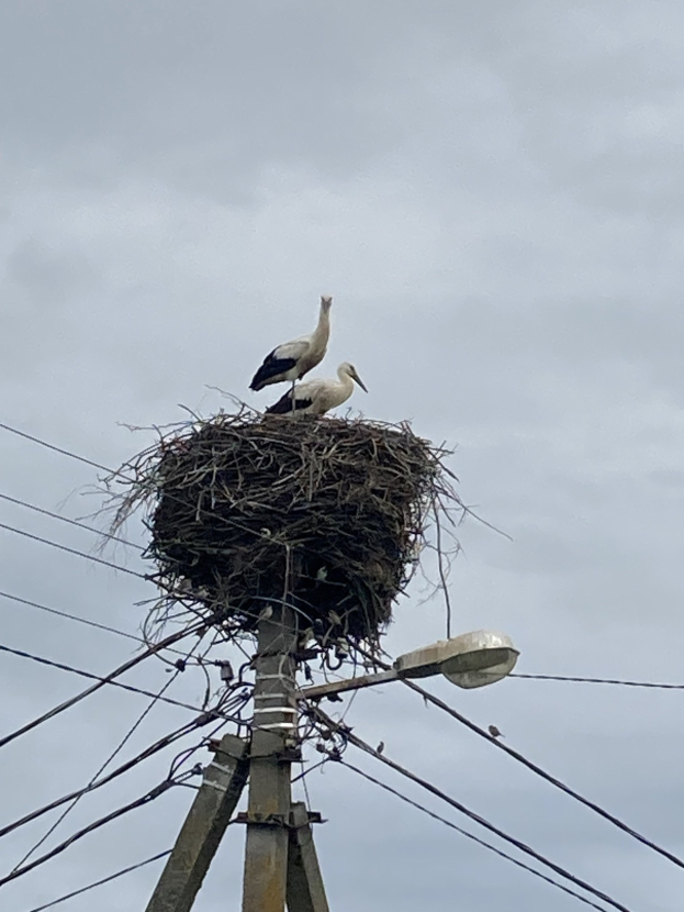 Zwei Weißstörche auf einem Nest auf einem Strommast, mit einer Straßenlaterne, die die Szene beleuchtet, und Drähten, die entlang des Mastes verlaufen.