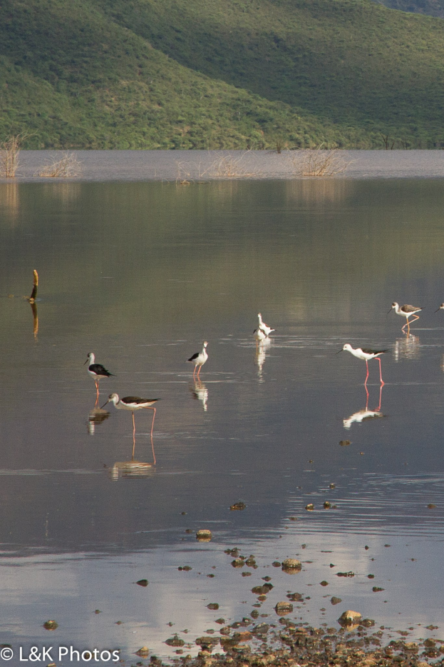 Gruppe von Schwarzflügelstelzen, die in einem See mit Bäumen und Hügeln im Hintergrund waten, Text unten.