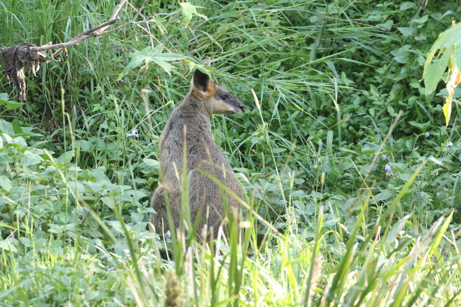 Ein kleines Wallaby mit braun-schwarzem Fell steht wachsam im Gras bei Pflanzen, seine Ohren sind gespitzt.