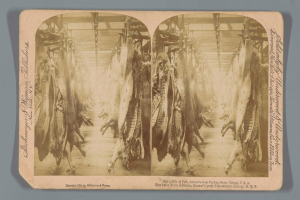 Ein Schwarz-Weiß-Foto einer Gruppe von Tieren, die von der Decke eines Schlachthofs hängen, mit Text auf einem Blatt Papier davor.