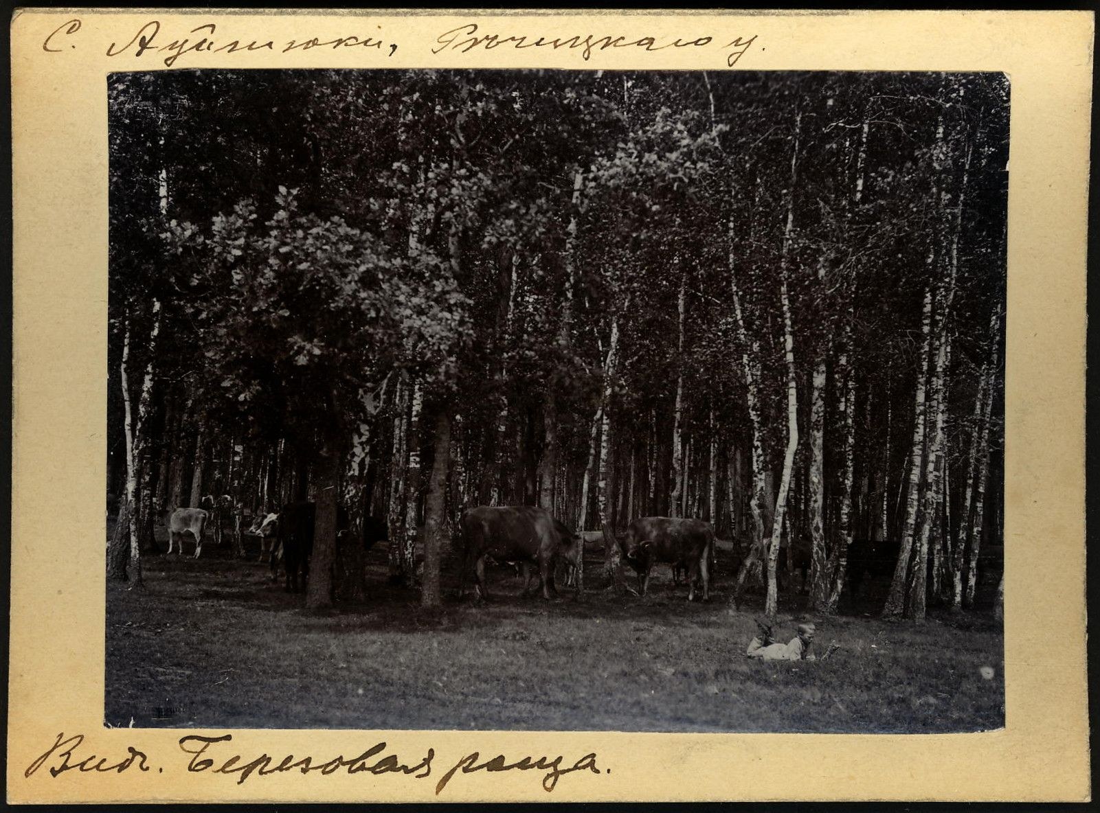 Schwarz-weiß-Foto von Kühen auf einer bewaldeten Fläche mit Bäumen und Text unten.