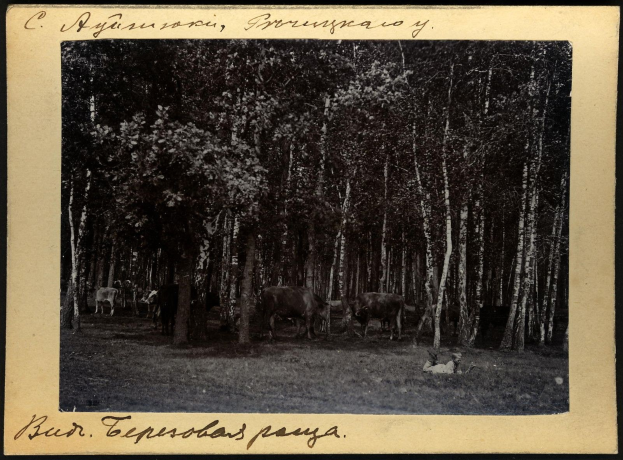 Schwarz-weiß-Foto von Kühen auf einer bewaldeten Fläche mit Bäumen und Text unten.